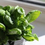 Vešlūs žali bazilikai moliniame vazone ant saulėtos palangės pavasario ryto šviesoje.